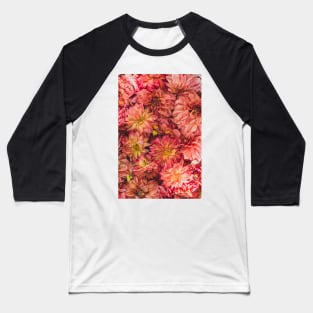 Dahlia Flowers Baseball T-Shirt